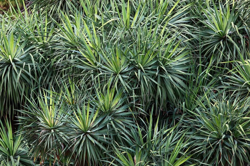 Dragon Tree