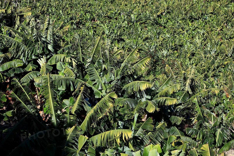 Banana plantations
