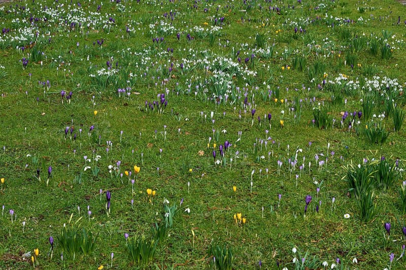 Meadow with crocuses