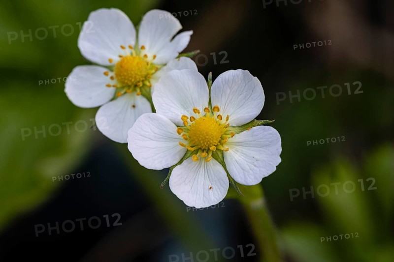 Wild strawberries blossom in the garden