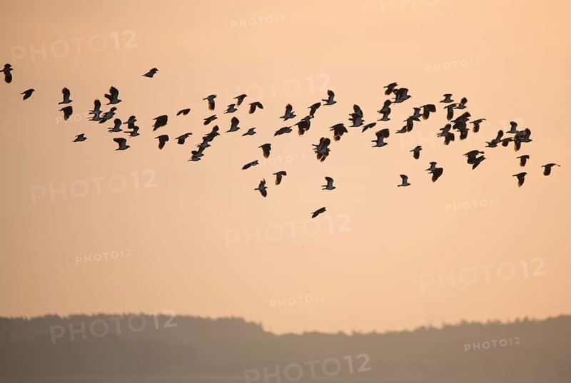 Lapwing