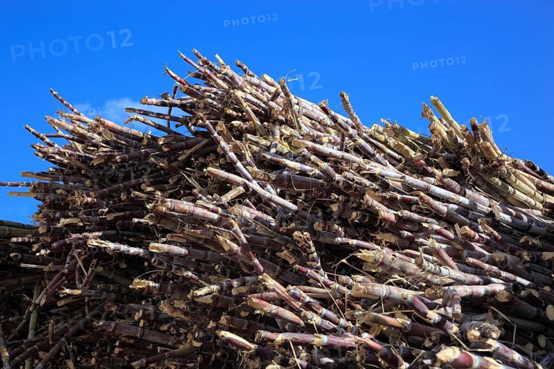 Cut sugar cane