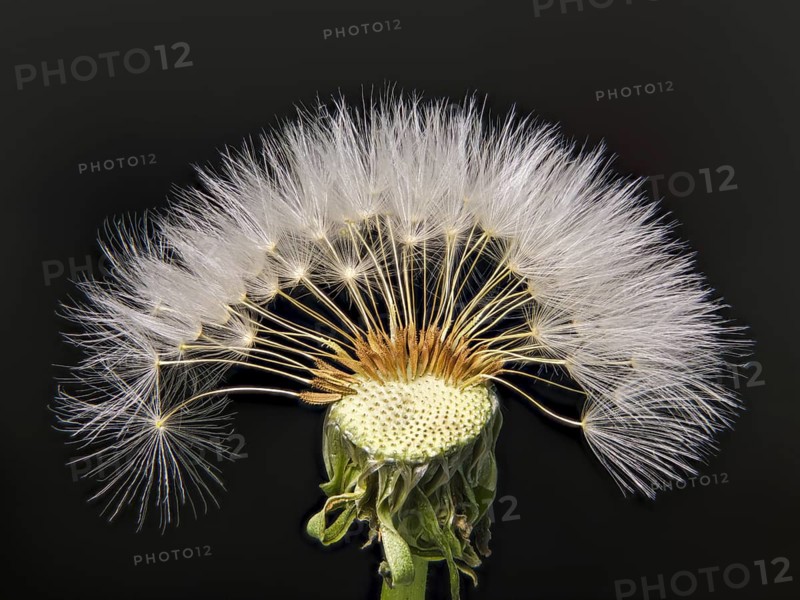 Common dandelion