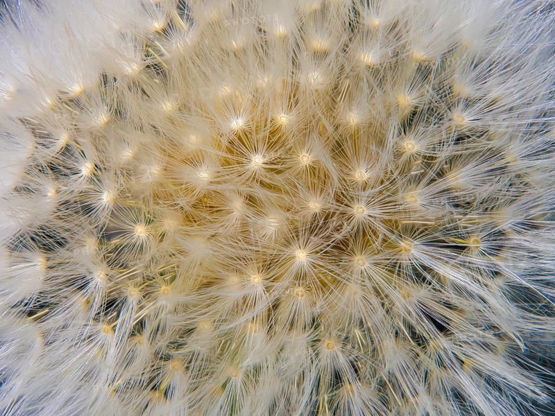 Common dandelion
