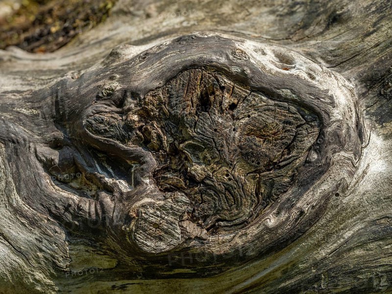 Wood structure at the interface of a felled tree