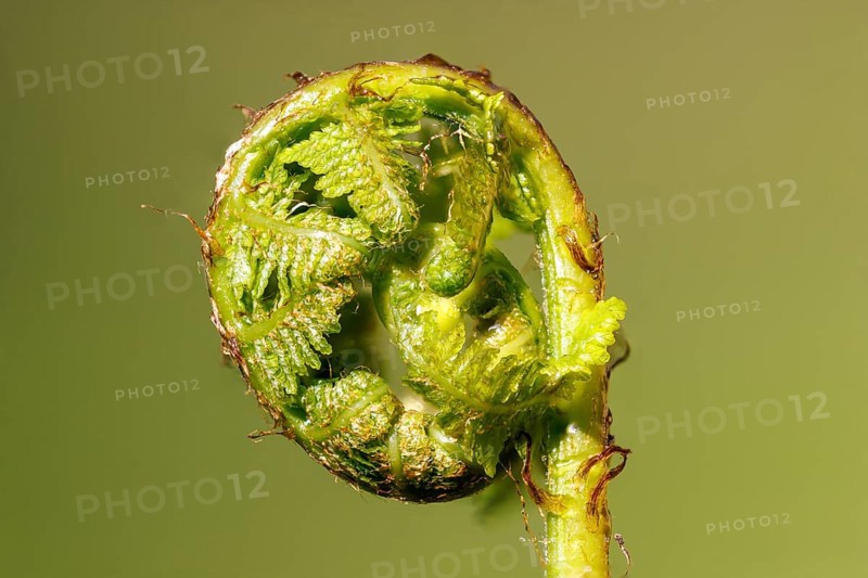 True male-fern