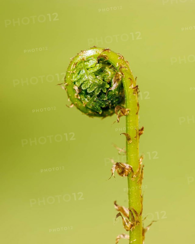 True male-fern
