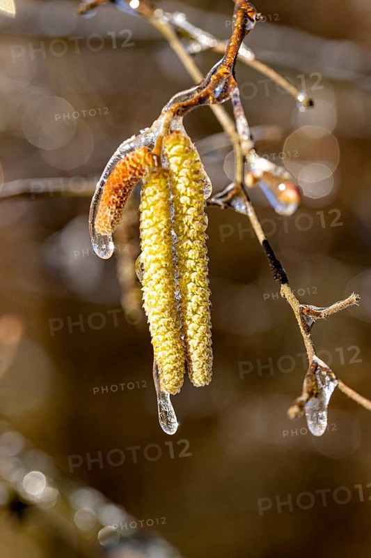 A hazelnut blossom in a thick coat of ice