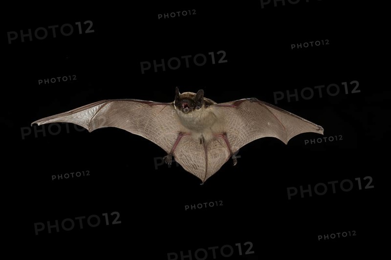 Parti-coloured bat