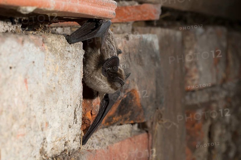 Parti-coloured bat