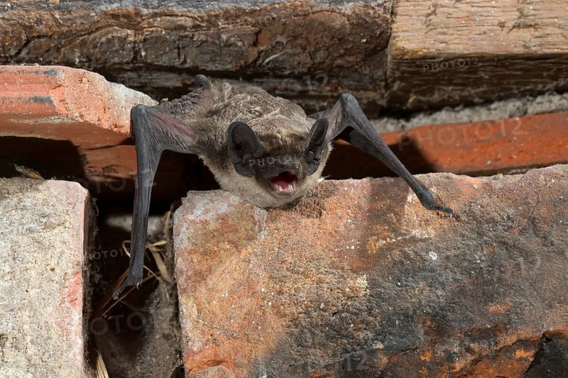 Parti-coloured bat