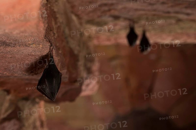 Lesser horseshoe bat