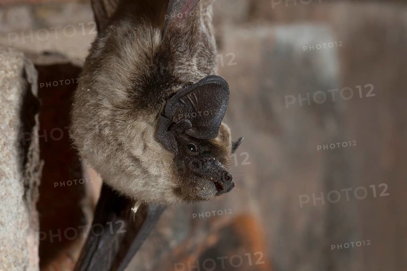 Parti-coloured bat