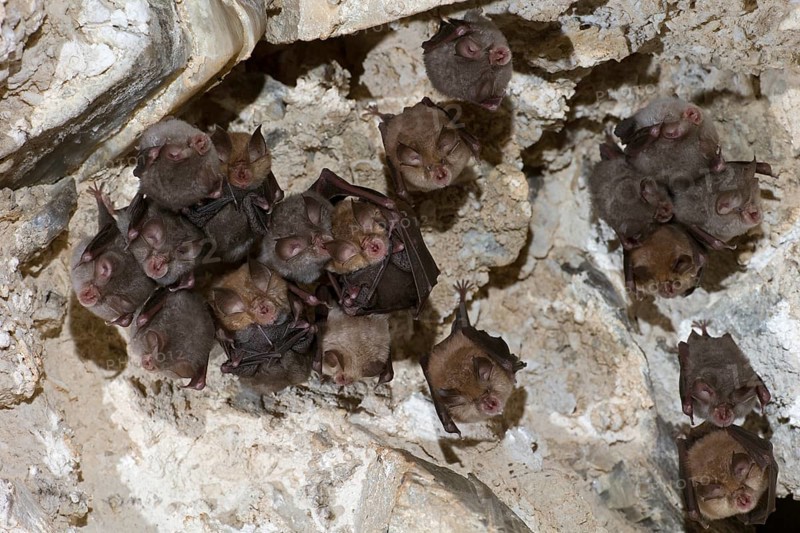 Lesser horseshoe bat