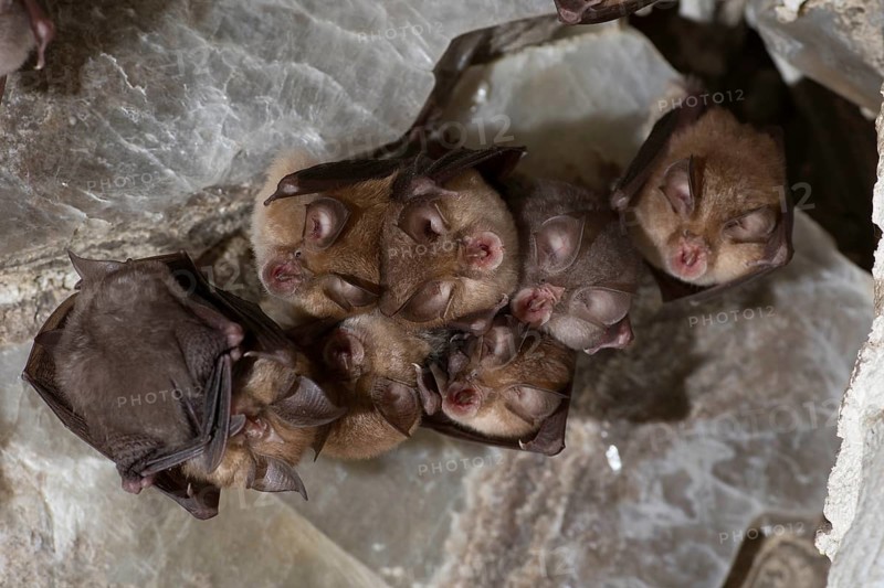 Lesser horseshoe bat