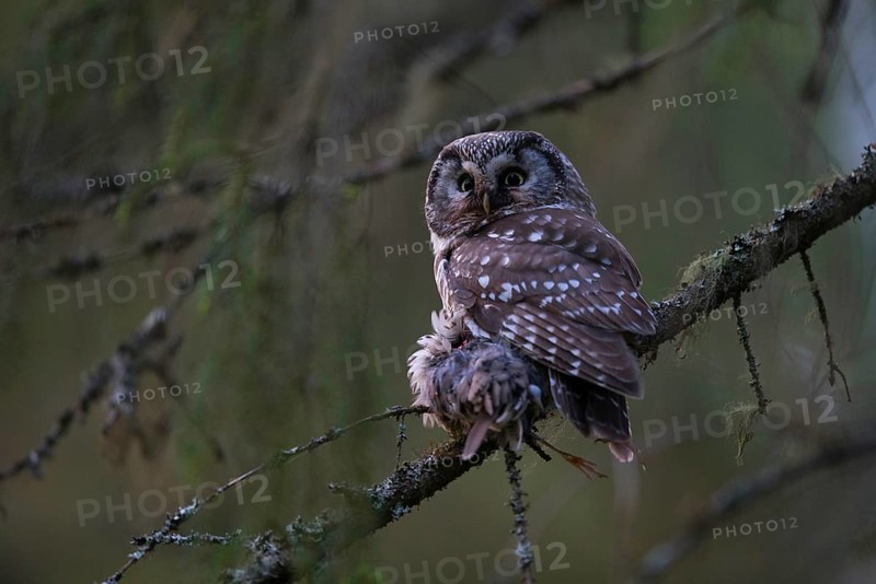 Tengmalm's Owl