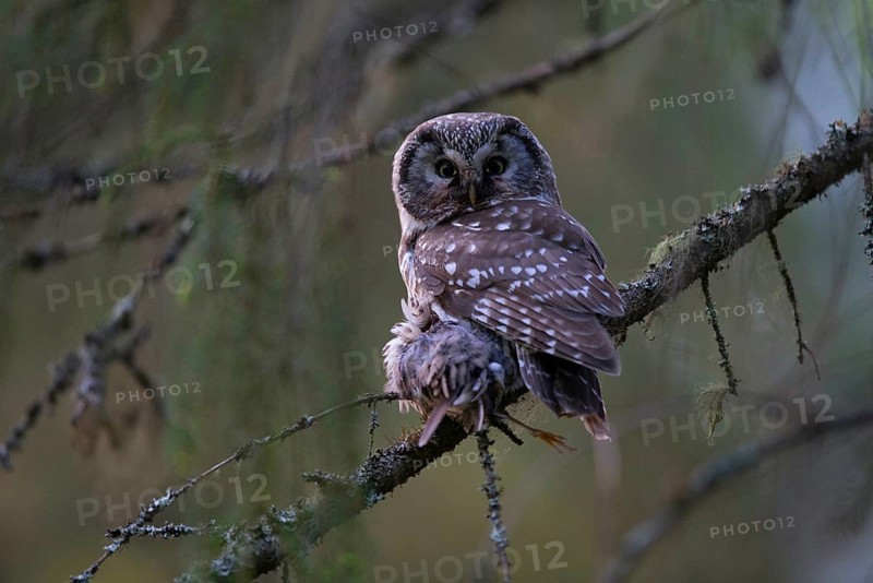 Tengmalm's Owl