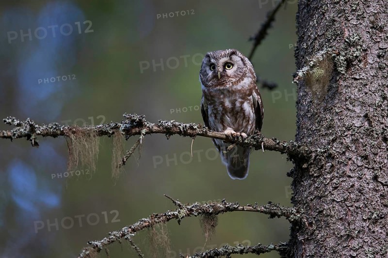 Tengmalm's Owl