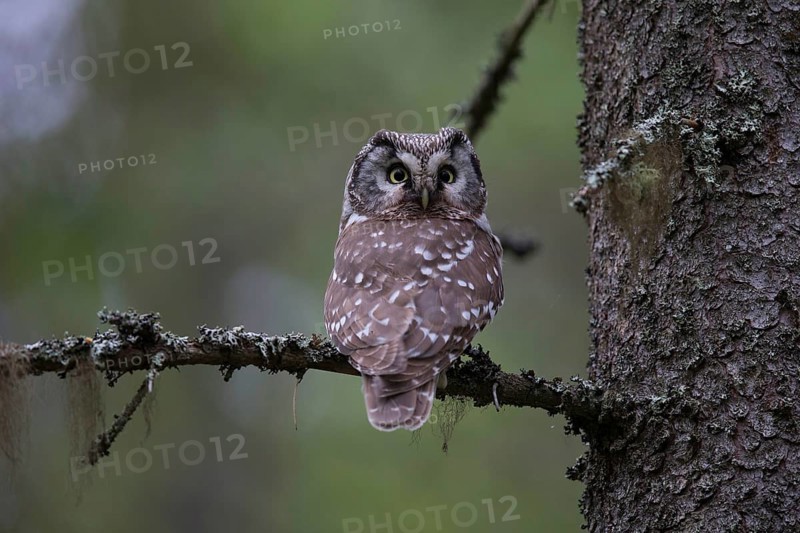 Tengmalm's Owl