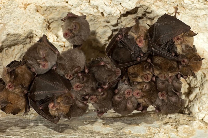 Lesser horseshoe bat