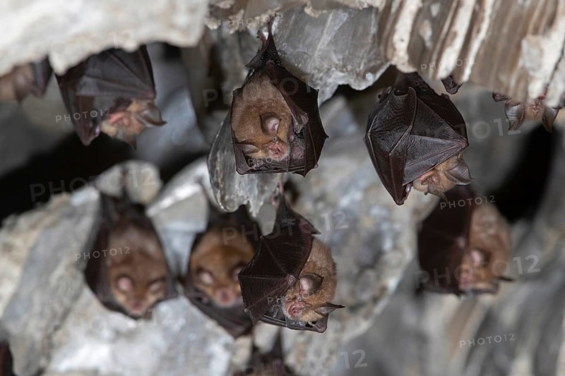 Lesser horseshoe bat
