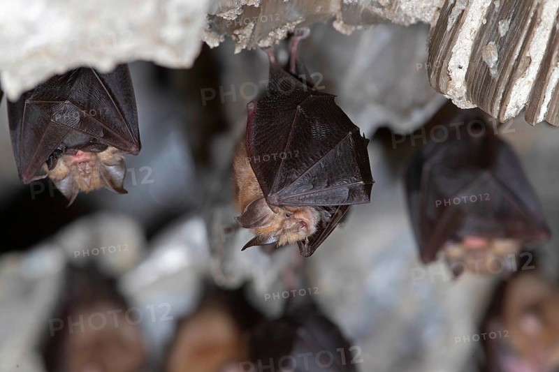 Lesser horseshoe bat