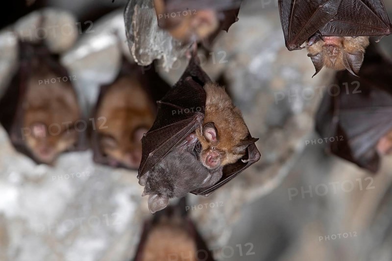 Lesser horseshoe bat