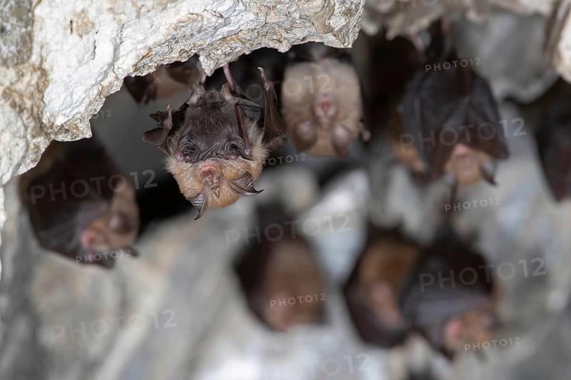 Lesser horseshoe bat