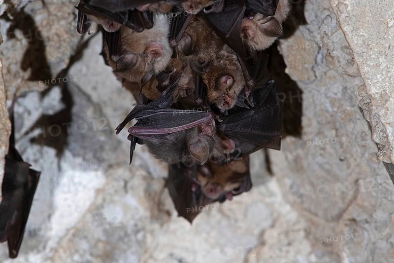 Lesser horseshoe bat