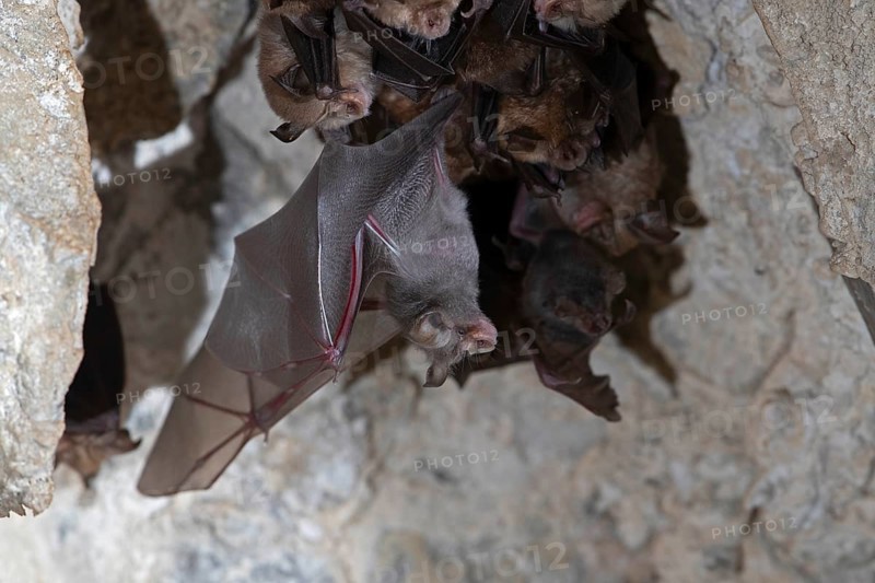 Lesser horseshoe bat