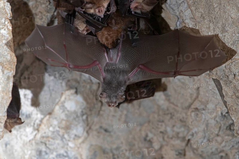 Lesser horseshoe bat