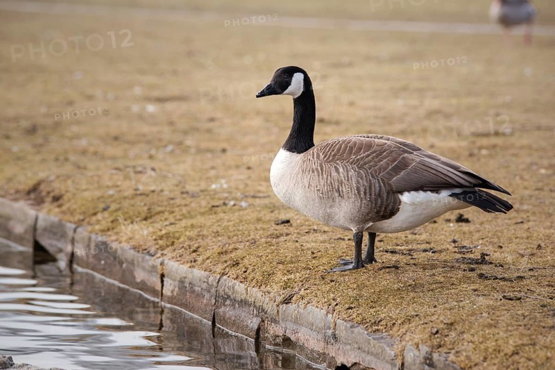 Canada goose in the Rheinaue