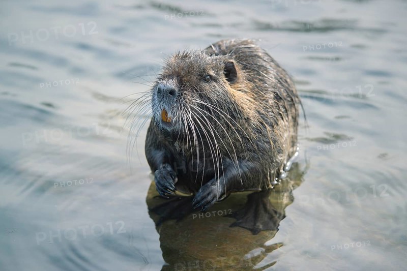 Nutria standing in water
