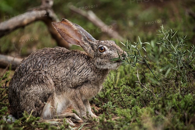 Hare in the bushes during the day in Addo Elephant National Park