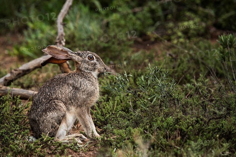Hare in the bushes during the day in Addo Elephant National Park