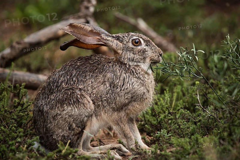 Hare in the bushes during the day in Addo Elephant National Park