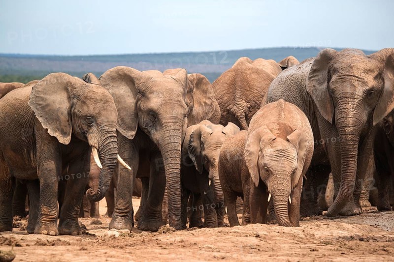 Group of elephants with cubs in Addo Elephant National Park