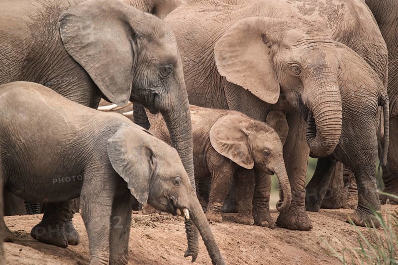 Group of elephants with cubs in Addo Elephant National Park