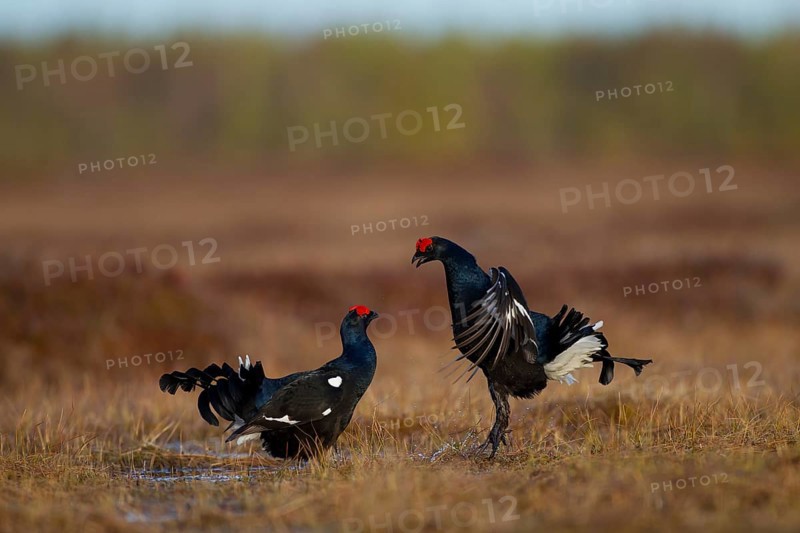 Black grouse