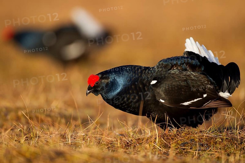 Black grouse