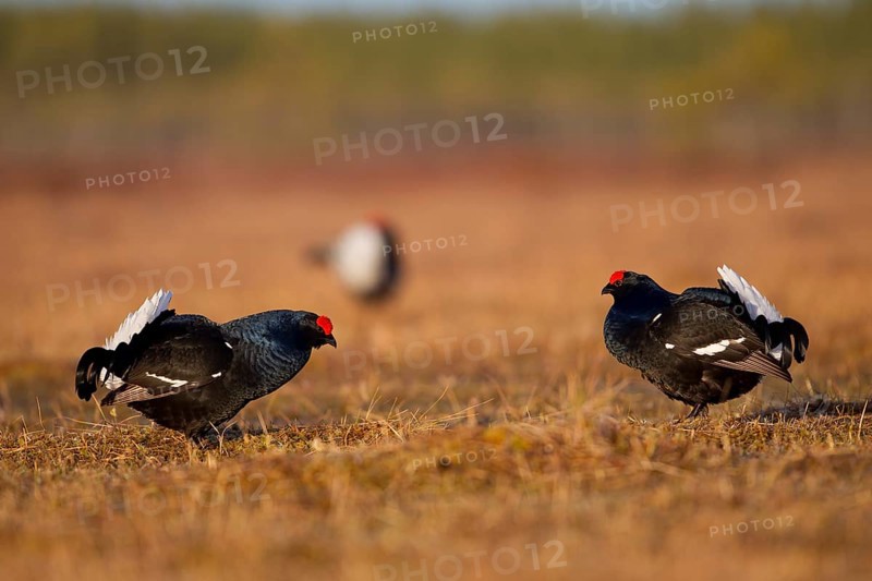 Black grouse
