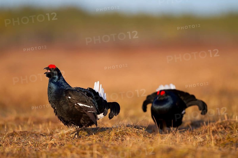 Black grouse
