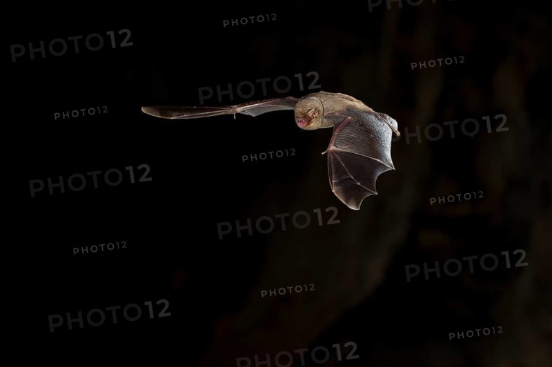 Common bent-wing bat