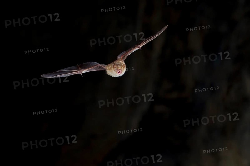 Geoffroy's bat