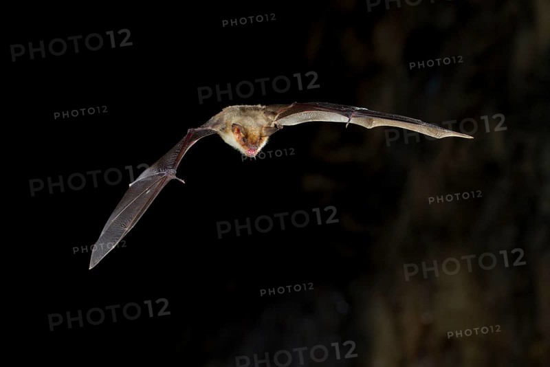 Greater mouse-eared bat