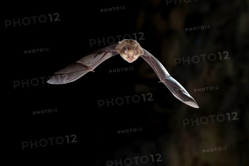 Mehely's horseshoe bat
