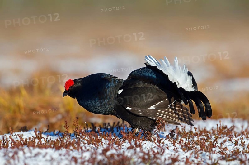 Black grouse
