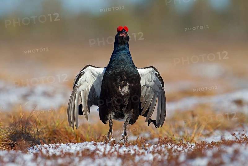 Black grouse