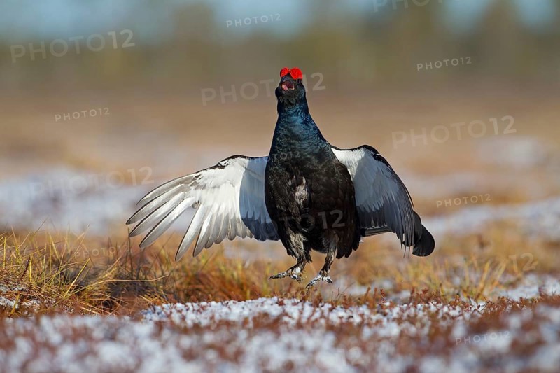 Black grouse
