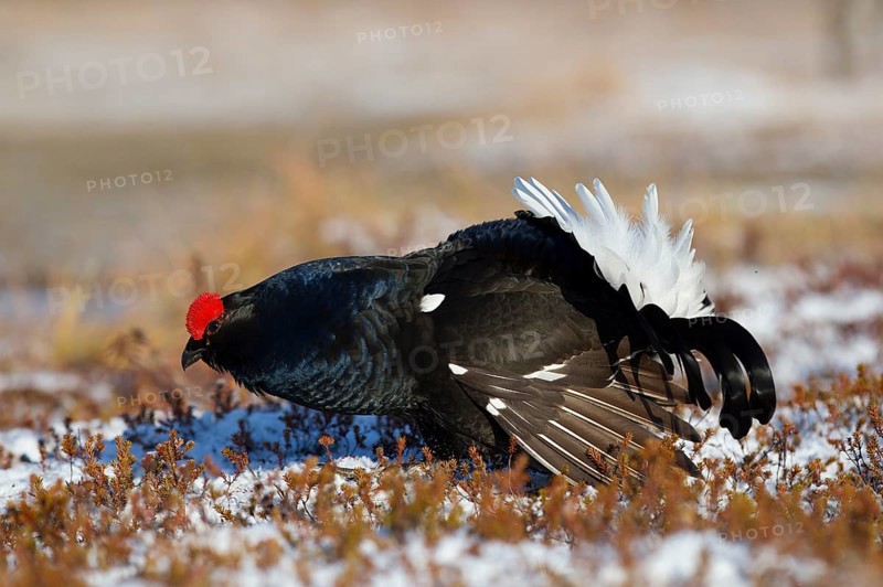 Black grouse